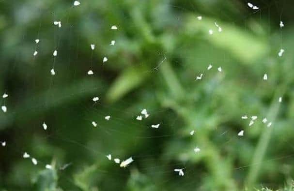 The creatures, simply called Whiteflies, are out in force all over the country at the moment, particularly during sunny weather.