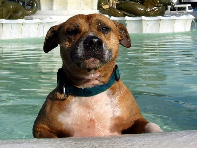 Dogs lose heat by water evaporating from the body, so covering them with a wet towel can heat them up as it acts as an insulating layer. So instead, lay down a wet towel or cooling mat for your pooch to lie on, give them an ice pack wrapped in a towel or fill a paddling pool with cold water to cool off their paws.