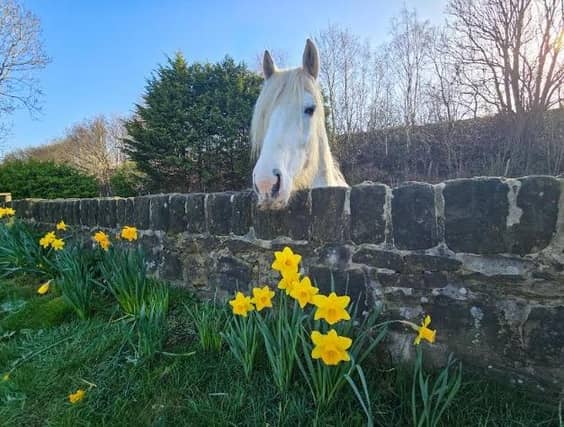 Wonder if the horse likes daffodils at Walton Wakefield? Taken by Sue Billcliffe