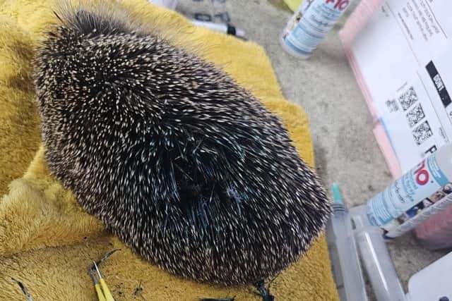 The poor animal was rushed to nearby Castleford Hedgehog Rescue