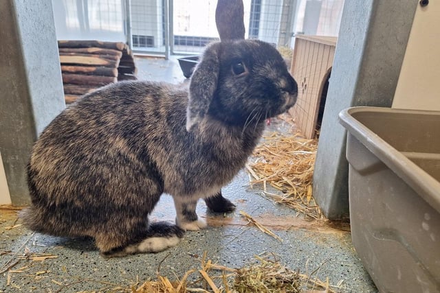 Wilbur is a one-year-old handsome, chunky and curious lad. He would love a female companion though if his one true bunwife isn’t out there, would be the perfect house rabbit to a family who spend lots of time at home and can keep him entertained!