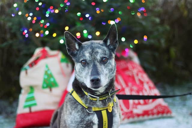 Keele is looking for her forever home this Christmas.