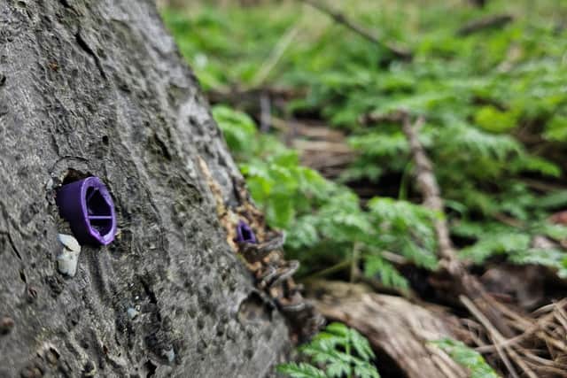 Hacking At Tree ‘Absolutely sickening’: Ten trees poisoned at Wakefield Hospice – a ...