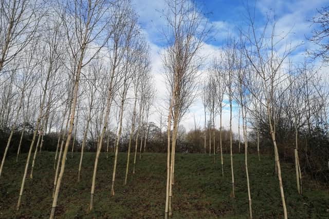 49 Square by David Nash is a living sculpture formed of Himalayan birch trees. They will eventually grow taller than is usual for the species, with the help of the estates team who prune them to prevent their spreading outwards.