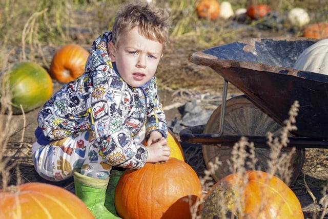 All ages love to pick their own pumpkins