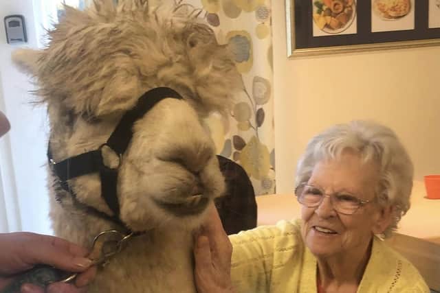 Residents of Orchard's Lofthouse were visited by a pair of alpacas this week.