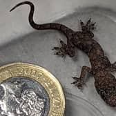 A Wakefield couple found a tiny gecko, the size of a pound coin, in their suitcase.