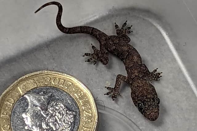 A Wakefield couple found a tiny gecko, the size of a pound coin, in their suitcase.
