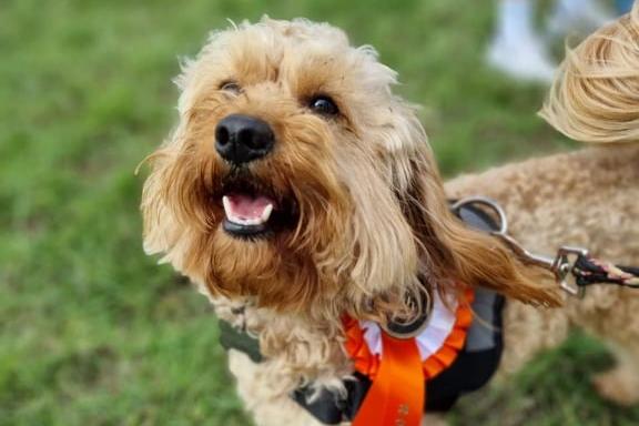 This cheeky monkey earned a rosette at the show.
