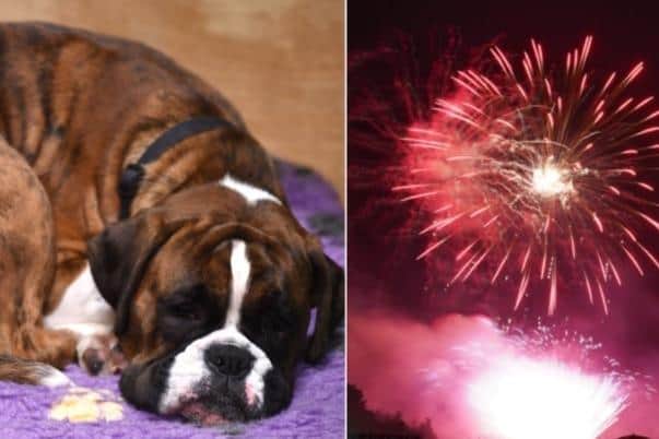 While people don’t tend to think twice about Bonfire Night on November 5, pet owners prepare in advance to ensure their pets are kept safe and happy with the sounds of loud fireworks outside.