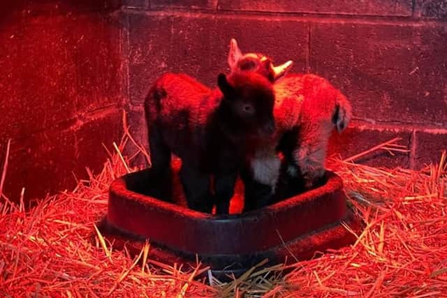 The Watering Hole On The Farm at Gawthorpe is hosting a competition to find names for their three new baby goats.