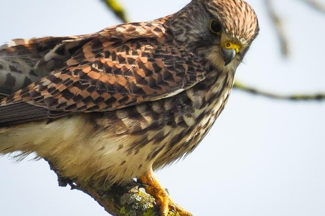 Sue Billcliffe managed to snap a photo of a Kestrel at Anglers Country Park.