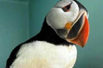 A puffin found stranded was returned to its natural habitat by the RSPCA after making a long-distance trip for specialist care.