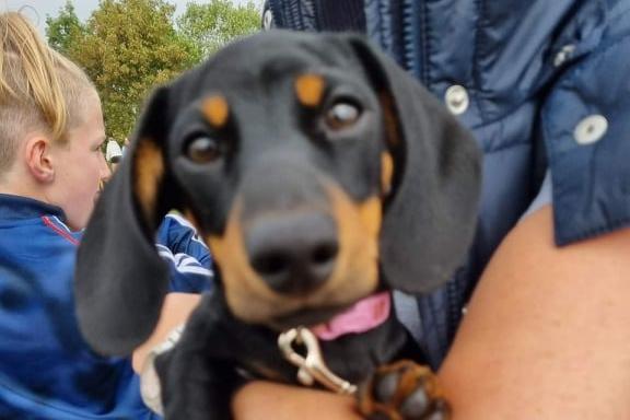 This dachshund preferred to be carried.