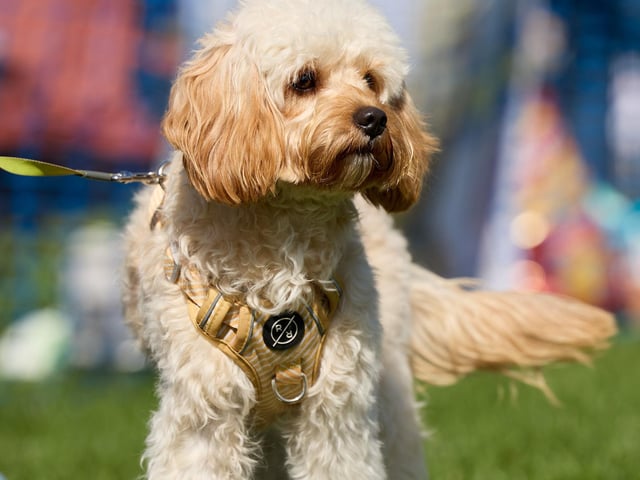 The RSPCA Leeds, Wakefield and District branch's Family Fun Day and Dog Show.