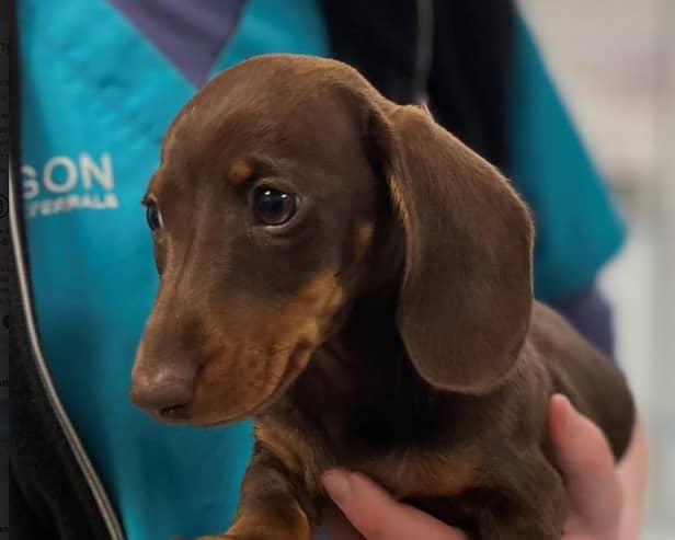 Little Lola’s broken heart has been fixed at Paragon Veterinary Referrals in Wakefield.