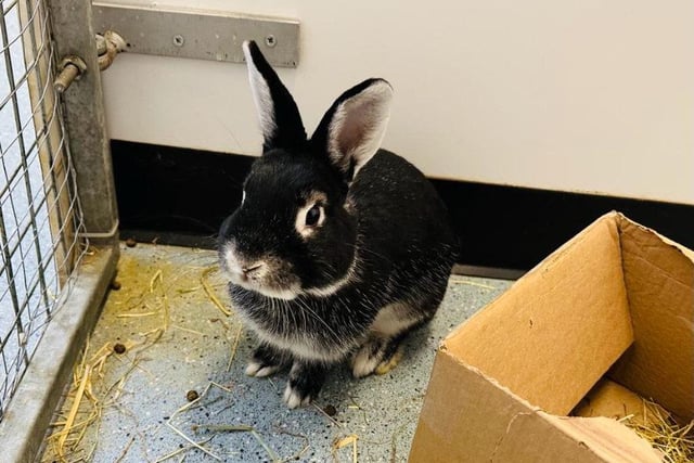 This two-year-old crossbreed is a huge character and has a huge love for attention and being around people. He would love a mrs bun to enjoy life with, or alternatively, could be the best house rabbit ever as long as he get lots of attention from his family (and the chance to be your little shadow!)