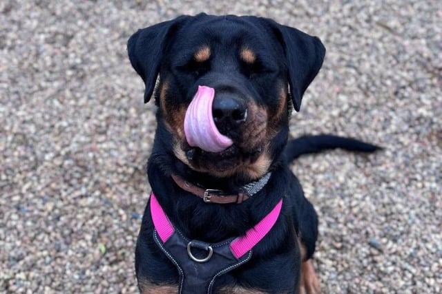One-year-old Rottweiler Zena is a giddy kipper with a big, lovable personality and the best looking eyebrows around the animal centre! She would love a family who are experienced with larger breeds but most importantly, have plenty of time to spend with her and join in on her favourite activities!