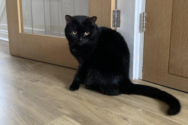 Three-year-old Emilia is a sweet and gentle lady with a silky soft coat and stunning yellow eyes. She would love to join an adult only family who have plenty of love to give her.