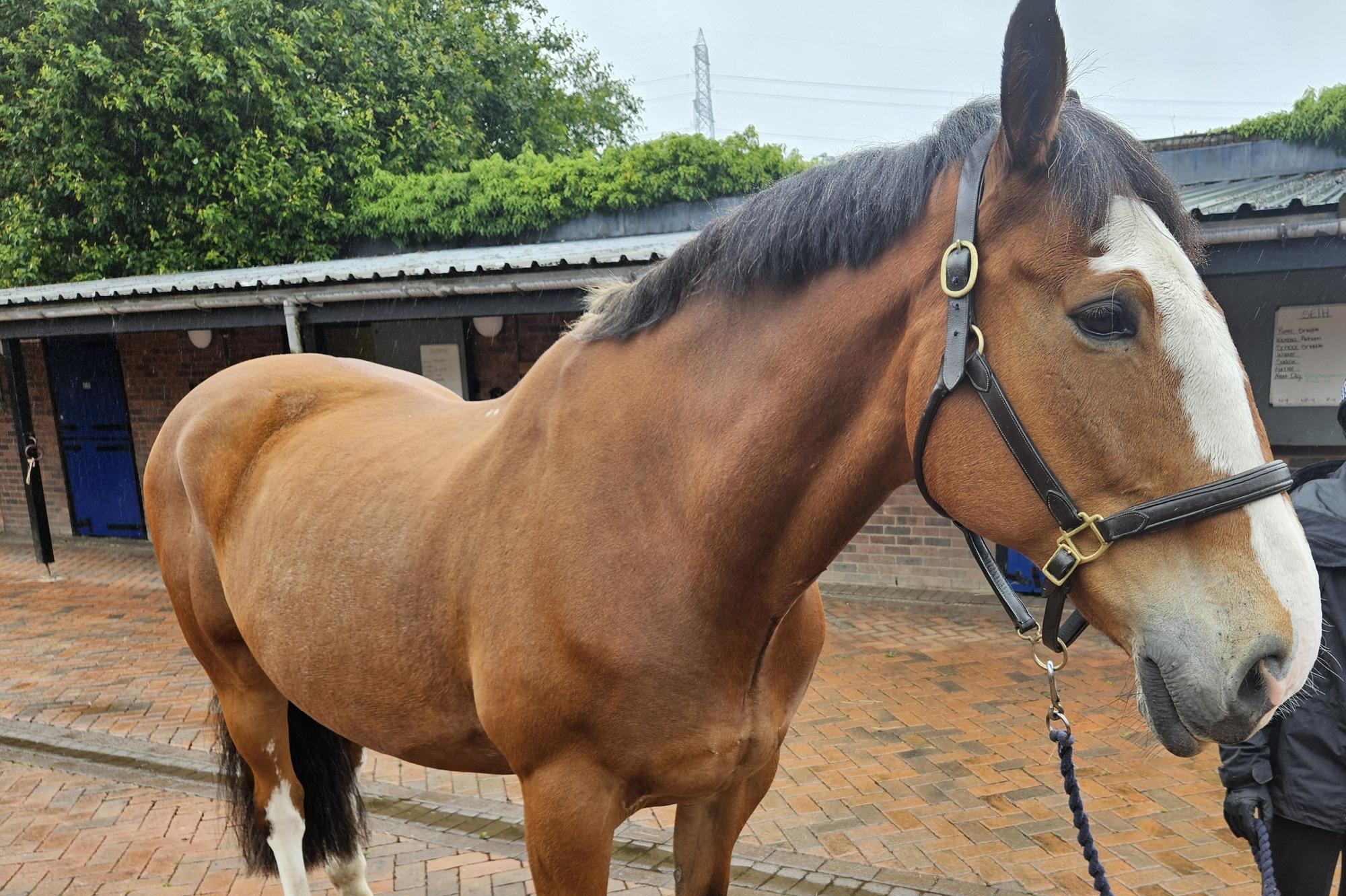 West Yorkshire Police lead tributes to police horse Ledston - named ...