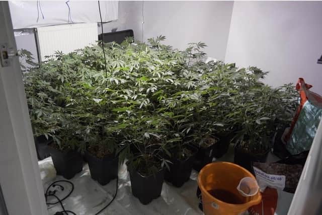 An estimated £500,000 of cannabis was seized from the properties which were all concentrated within four streets close to each other in the South Kirby area.