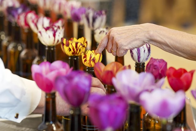 The society's long history has made it tradition to display the English Florist's Tulips in brown beer bottles.