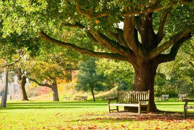 Using the latest technology to examine tree numbers across England, a report from Friends of the Earth reveals the “woeful state” of the nation’s tree cover and the striking contrast in their prevalence across the country.