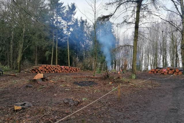Infected larch trees at Yorkshire Sculpture Park are kept in a biosecurity zone where they are destroyed to prevent the disease spreading. It is one of the many jobs, alongside the removal of rhododendron, which the estates team and volunteers are responsible for.