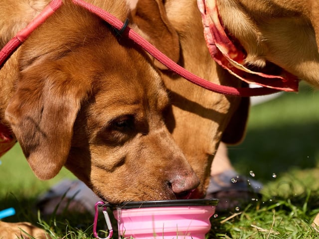 There were a range of dog-friendly activities.