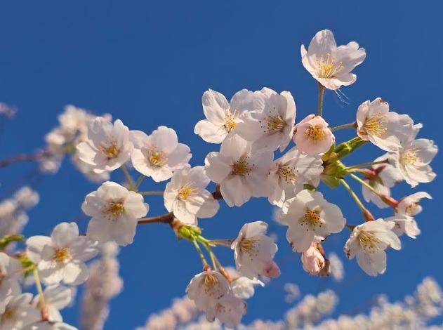 Blossom shared by Sue Billcliffe
