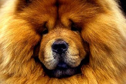 A lovely Chow Chow will cost £22,611 across their 13-and-a-half year lifespan.
