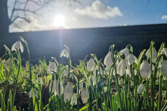 Sue Billcliffe shared this beautiful photo of the sun over some pretty spring snowdrops.