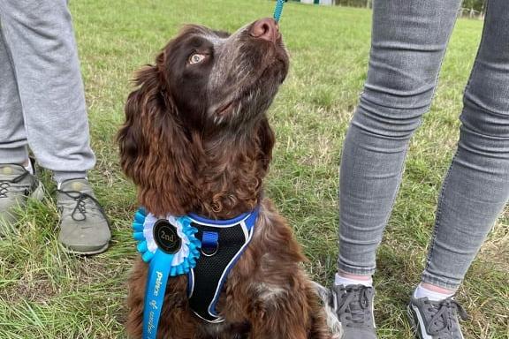 Dogs of all abilities took part.