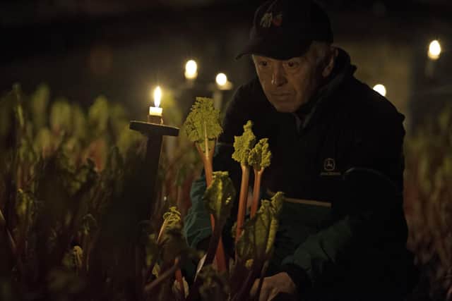 Flashback: Farm owner Neil Oldroyd harvests a crop of forced rhubarb at Oldroyd's Farm, in Carlton, in January 2015. The area of England is known as the 'Rhubarb Triangle' because of the number of farms growing rhubarb in indoor sheds, where the Oldroyd family have been growing the vegetable since 1930. During it's first season, the rhubarb is grown in fields outdoors and is subjected to frost to speed up the growth cycle, before being dug up and re-planted in heated sheds in total darkness. The plants thrive indoors without lighting and are hand-picked under candle-light so as not to affect the rhubarb's growth. Photo LINDSEY PARNABY/AFP via Getty Images.