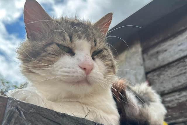 Lucifer after being rescued.