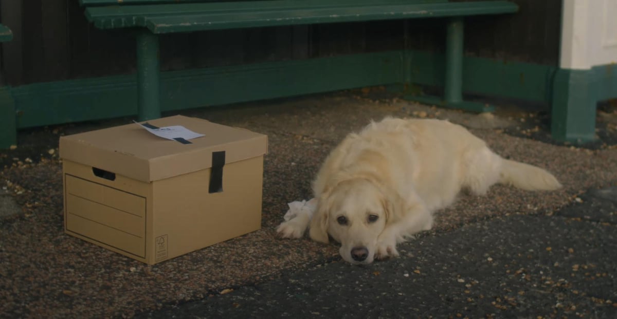 RSPCA Christmas film tells heartbreaking story of dumped pets | Wakefield  Express