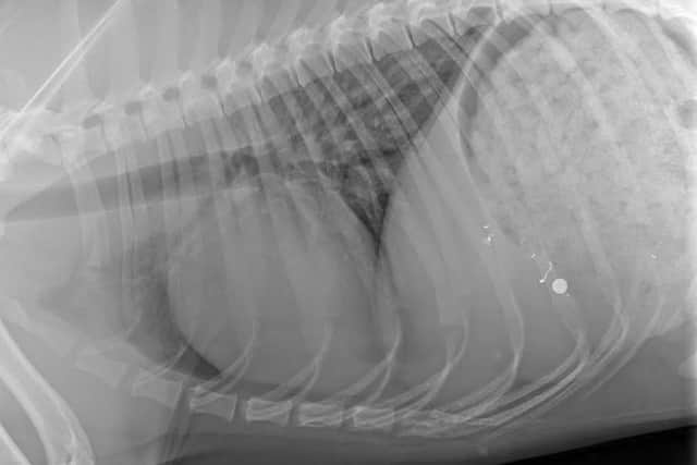 The x-ray clearly showed the button battery in Trevor’s stomach.  Photo: Chantry Vets