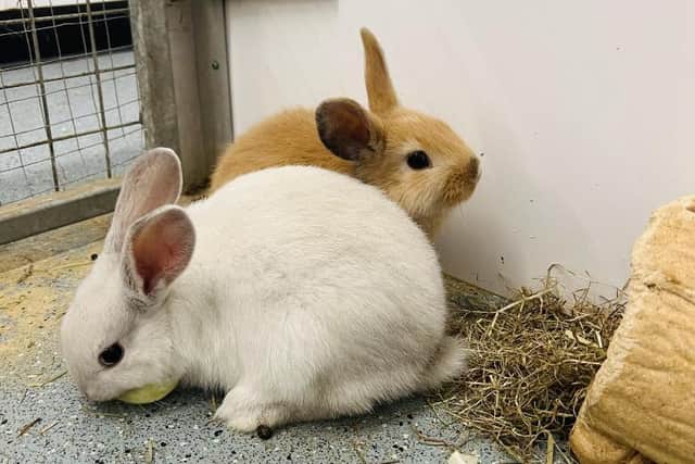 Two-month-old siblings Butternut and Squash are looking for their forever home.