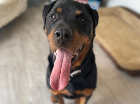 I would love a family who have experience with Rottweilers – I definitely have some of the breed's typical goofy antics! I’m hoping for a family who can give me lots of love, fuss and attention, that would just be perfect ♥
