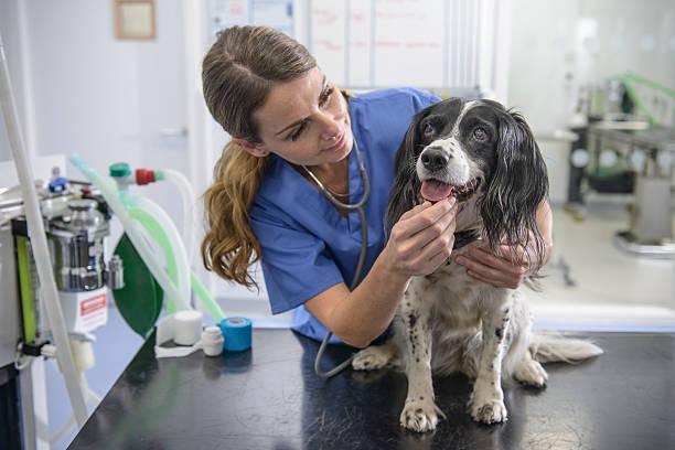 £12,309.58 - £26,069.65 a year - Part-time, Full-time. The successful candidate will play a vital role in delivering care and support to animal patients. Main duties involve assisting with animal handling, providing inpatient care, managing blood samples, aiding veterinarians, maintaining cleanliness, sterilizing surgical instruments, and assisting with phone and email inquiries.