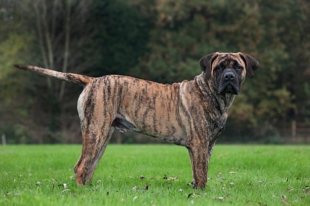 The Boerboel costs an estimated £27,028 over its ten year lifespan.