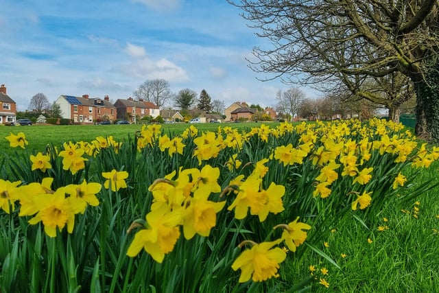 Sue Billcliffe shared this photo of the beautiful golden daffodils at Ryhill/Havercroft Green.