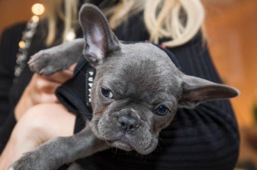 Everyone will be desperate to meet their new four-legged family member but try to do this one person at a time - calmly and quietly. Keep a close eye on any little ones and discourage them from picking him up – place him in their lap instead to cuddle.