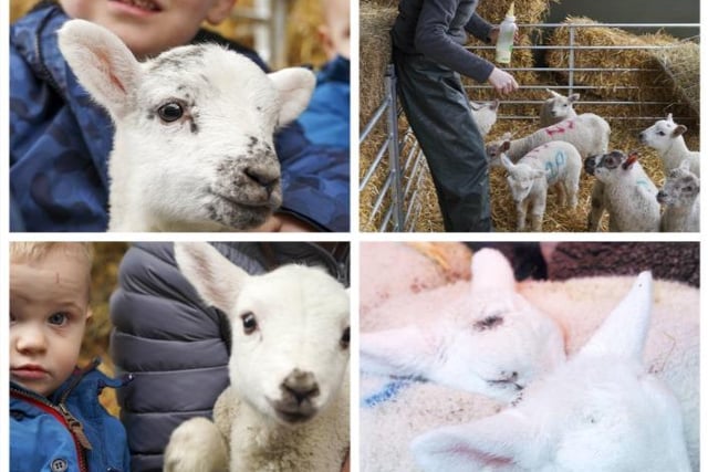 Here are nine pictures from Blacker Hall Farm's lamb feeding experience.