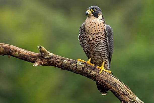 On January 13, bring your wellies and winter coat to Pontefract Park and join a storyteller and the team to walk the trail in search of Peter’s peregrine.
