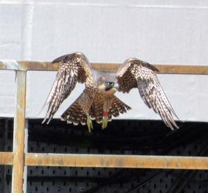 The female peregrine that bred at Wakefield for 8 successive seasons died in the autumn of 2022. It is thought that the most likely cause of the wound is a collision with a sharp object but there are other possibilities, such as penetration by the beak of a bird such as a heron. Image: Matthew Hawley.