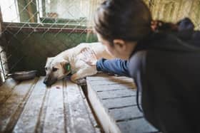 The RSPCA have revealed new figures showing a vast increase in cruelty to dogs.