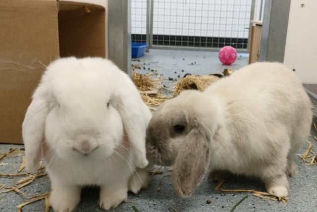 These friendly 2 year old brothers are very closely bonded, so are looking for a forever home together. They love lots of fuss and attention from our team, before snuggling up together for a snooze. Ziggy and Stardust are a very smart pair, and love to keep their minds working by playing lots of puzzle games.