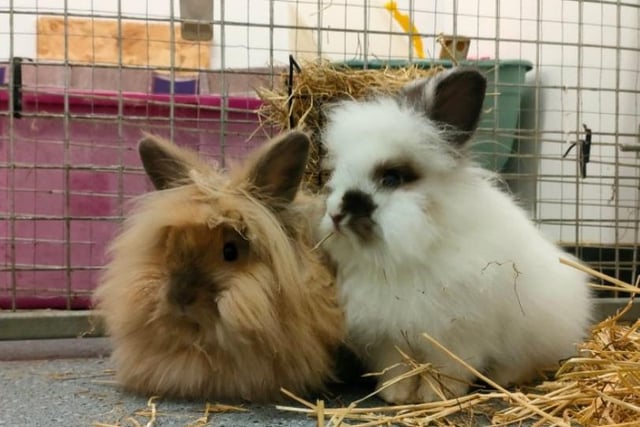 The Angora X rabbits are both two years old, and come as a pair. 

These girls love cuddles and need to be brushed often to maintain their beautiful coats. 

They are both on medication for their eyes, which could be life long so require an experienced family who can continue this.
