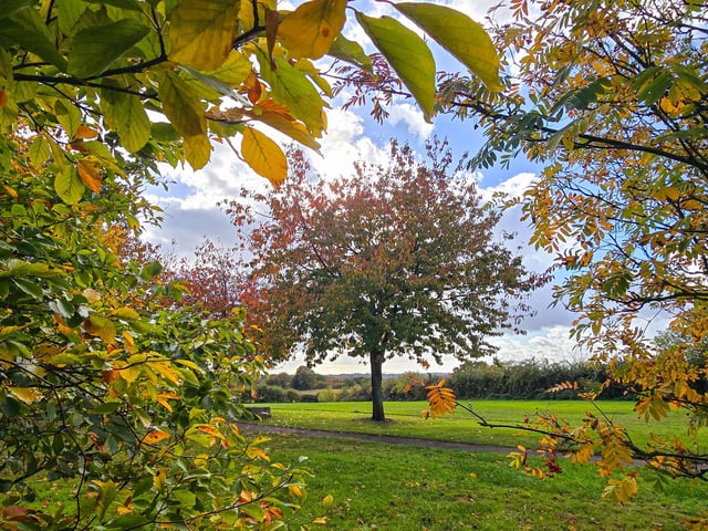Sue also shared this great photo of the trees in Ryhill.
